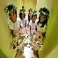 Zarra Wedding    &   Planner