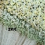 Zara Wedding Concept