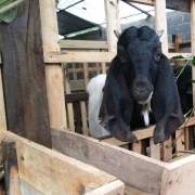 Kambing Aqiqah Batu Pahat | Siap Sembelih