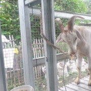 Kambing Aqiqah Batu Pahat | Siap Sembelih