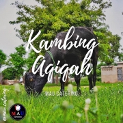 Kambing Aqiqah Kluang | Siap Sembelih & Masak