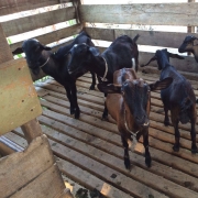 Kambing Aqiqah Kluang | Siap Sembelih & Masak