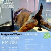 Kambing Golek Kambing Aqiqah Taf Tenang Agro Farm