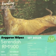 Kambing Golek Kambing Aqiqah Taf Tenang Agro Farm