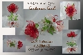 Kent's Collections