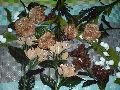Telur Pindang & Bunga Pinang