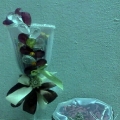 Rostam And Decorations