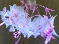 Zilah Creation