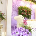 D'lily Weddings