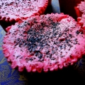 The 7th Muffins