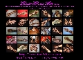 Damia Henna Arts, Khidmat Lukisan Inai 3 D, Air Brush Temperory Body Arts & Air Brush Makeup