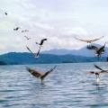 Langkawi Traveller