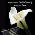 Callacreative.com