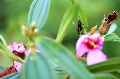 Suriapic.com