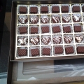 Coklat Dihatiku Selalu