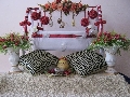 Aimy.aflah.inspiration: Pelamin, Hantaran, Doorgift, Buaian Cukur Jambul Akikah