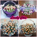 Lovely Choc