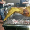 Kambing Golek