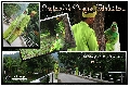 Ae Images