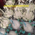 Sewa Dulang Hantaran Murah