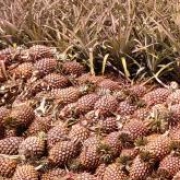 Pembekal Nenas Madu Dan Nenas Morris