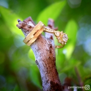 Gambarawan Cinematography Negeri Sembilan